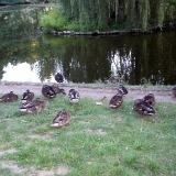 Orlik_2013 (5)